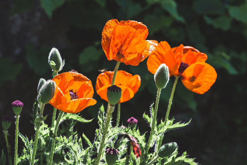 Grosse Mohnblumen | Fotos mit schönen Motiven aus der Region Basel. - Realisiert mit Pictrs.com