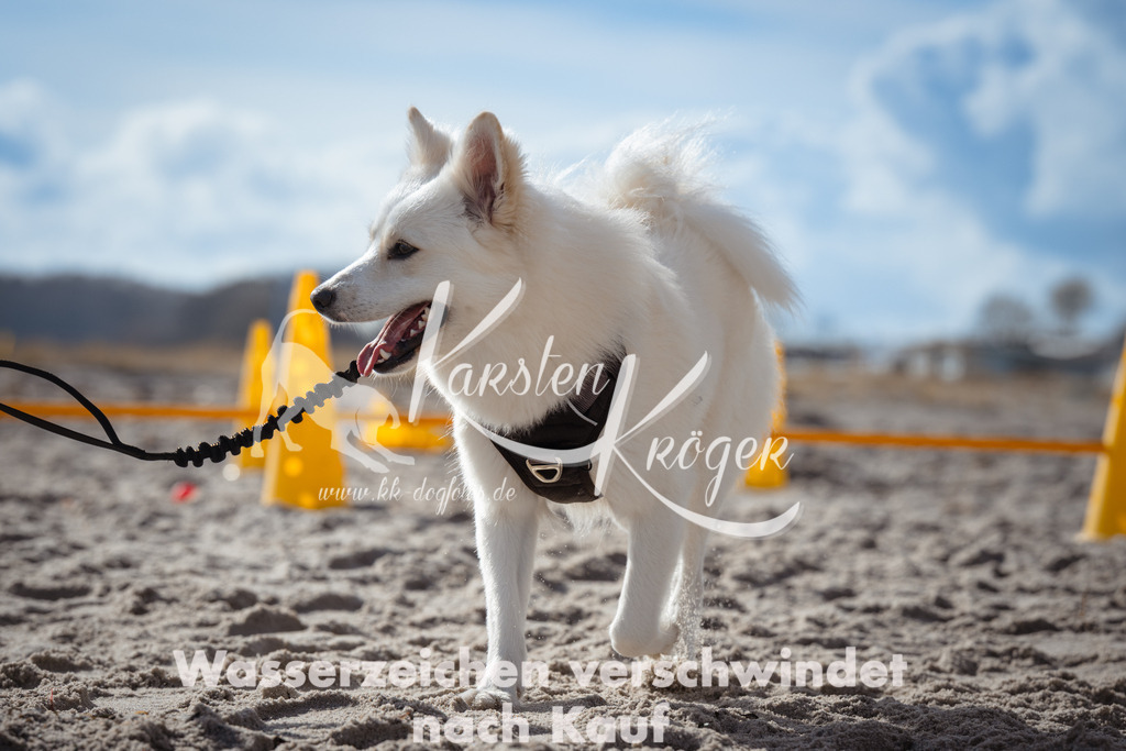 1313_ZZ90927 | kk-dogfotos