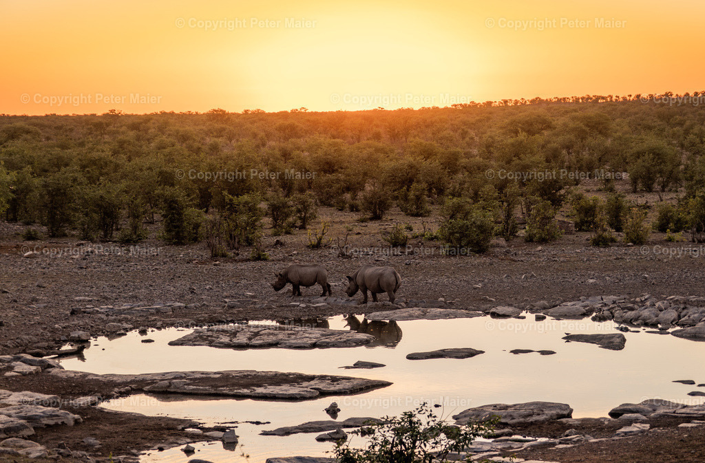 Etosha_Nationalpark_Namibia-161 | piet_flosse