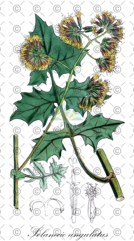 HistAbb_wfo-0000504540_1_ENZY_Simple | Historische Abbildung von Solanecio angulatus - Asteraceae | Historical Illustration of Solanecio angulatus - Asteraceae