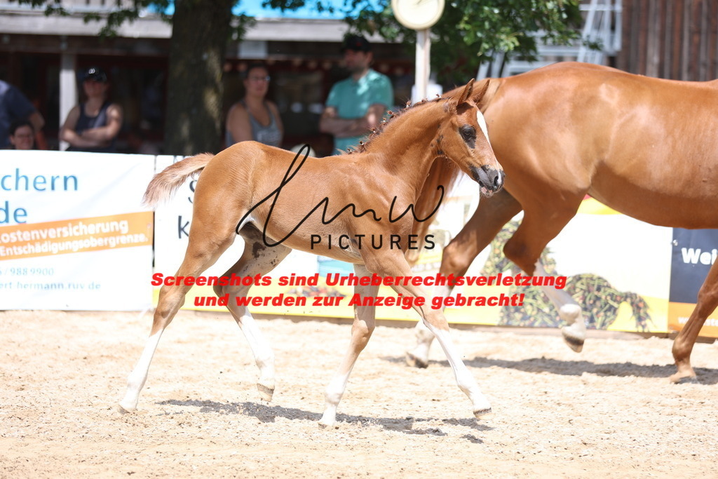 Fohlenschau_Schwäbisch_Hall_springbetonte_Fohlen_KN 22_4 | lmwpictures - Realisiert mit Pictrs.com