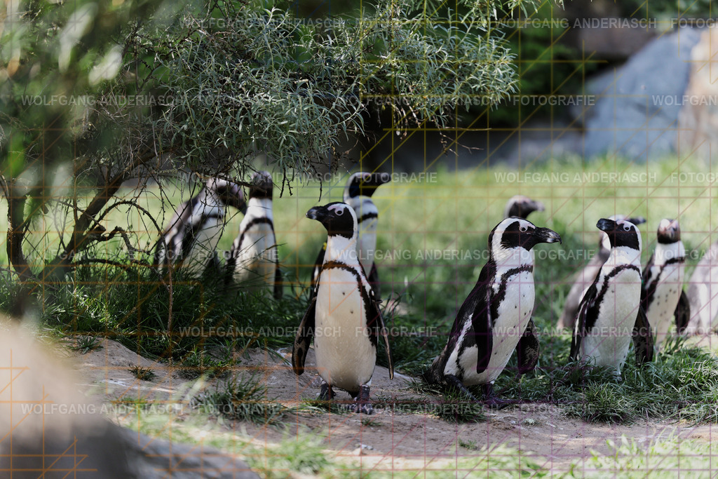 253L1756_wa | Ein stiller Moment im Opel Zoo: Der Blick des Tieres erzählt von Gelassenheit, Präsenz und Nähe. Ungestellt, ruhig und auf Augenhöhe fotografiert – ein Augenblick, der bleibt. - Realisiert mit Pictrs.com