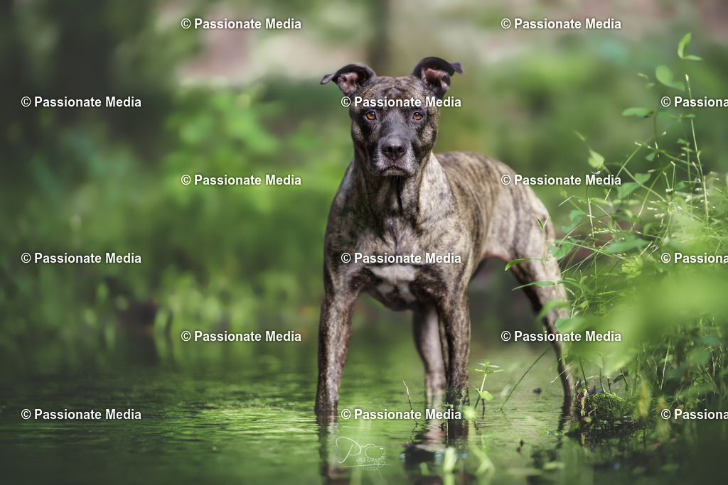 _DSC1688 | Passionate Media, dein Fotograf aus Brandenburg, Märkisch Oderland, im Bereich Motorsport, Autos und Motorräder sowie Events und auch Hunde. Shootings oder auch Eventbegleitungen können bei mir gebucht we