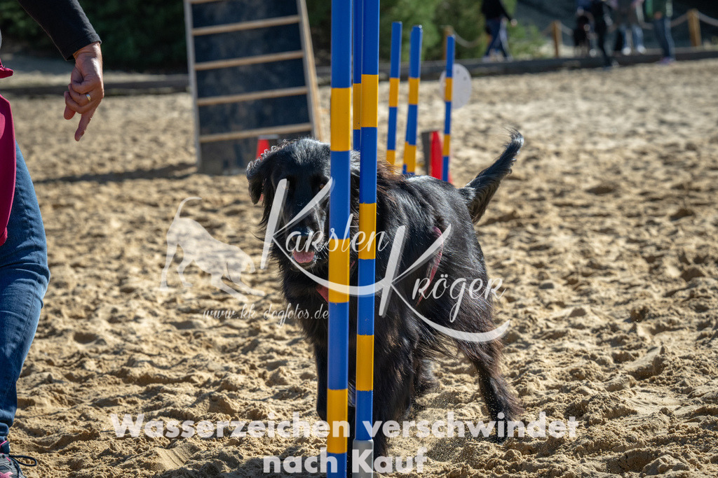 1149_ZZ92138-2 | kk-dogfotos