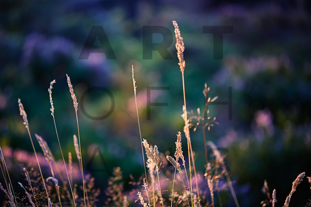 Ein Hans Fineart Original | Entdecke die Kunst von Hans Fineart - Fotografien für dein Zuhause. Verwandle deine Wände mit einzigartigen Kunstwerken und bringe die Schönheit der Welt in dein Leben. Bestelle jetzt und schaffe einen Ort der Inspiration und Eleganz.