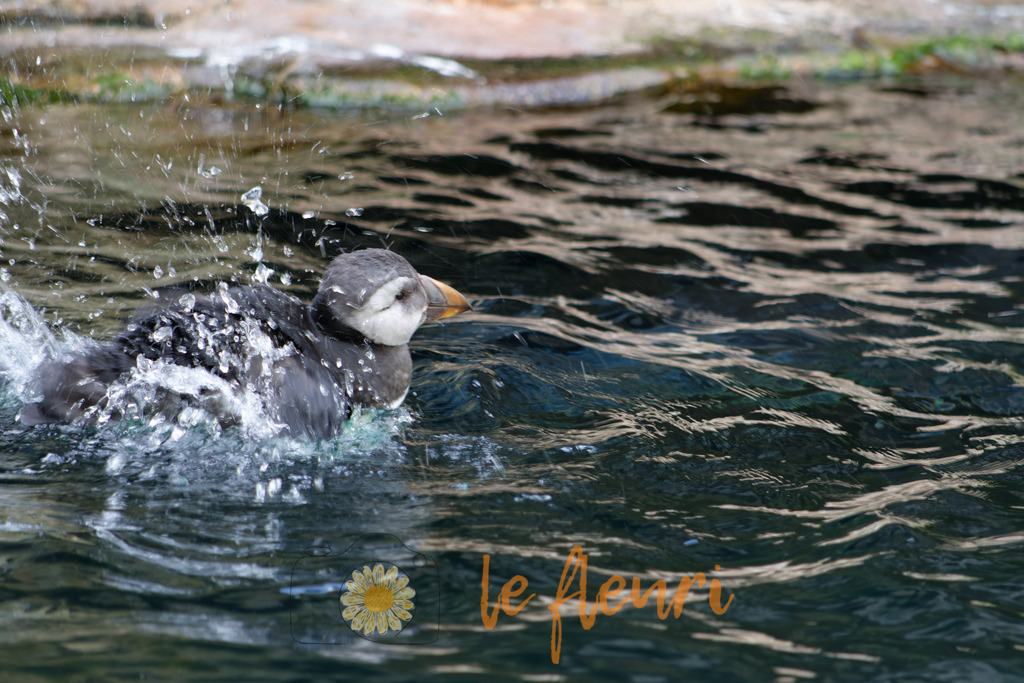DSC_0217-NEF_DxO_DeepPRIME | Dies ist der Shop von Florian Blum - le fleuri. Langenthal, Bern, Schweiz. Sie können hier meine oder ihre eigenen Fotos als Fotoprodukte kaufen. Tassen, Schlüsselanhänger, Taschen etc. können Sie hier gestalten.  - Realisiert mit Pictrs.com