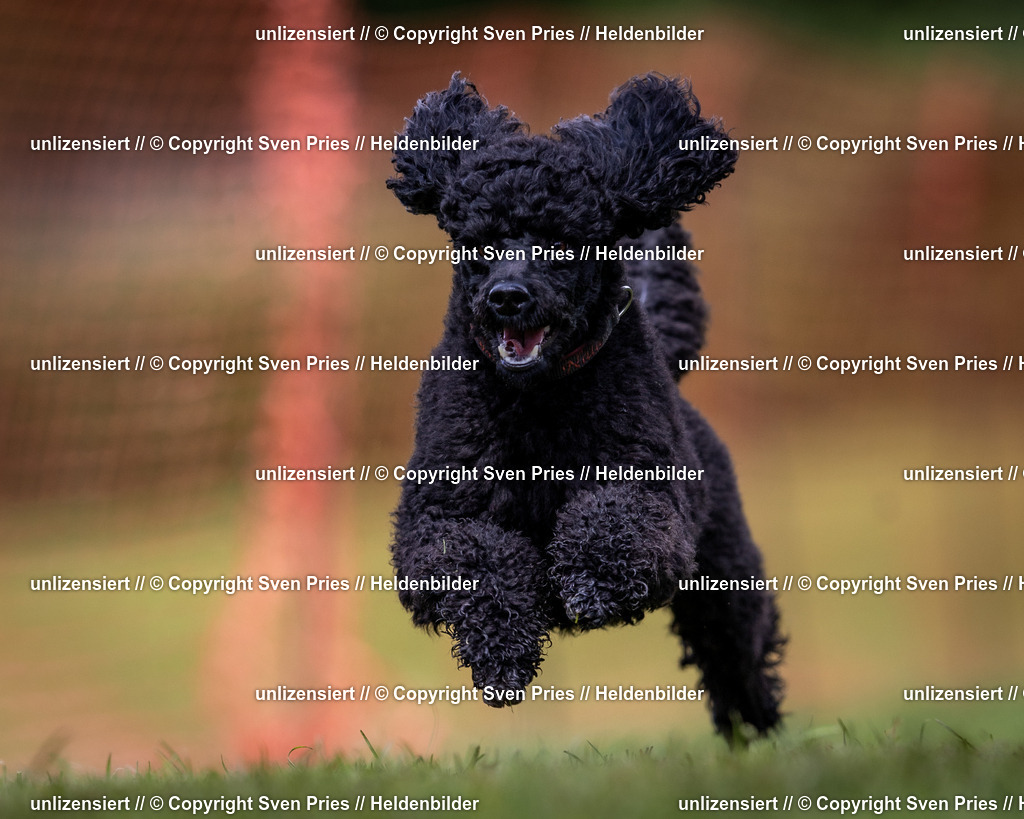 Sven Pries | 2024-04-21 - Hunderennen Baden-Oos
Foto: Sven Pries - Realisiert mit Pictrs.com