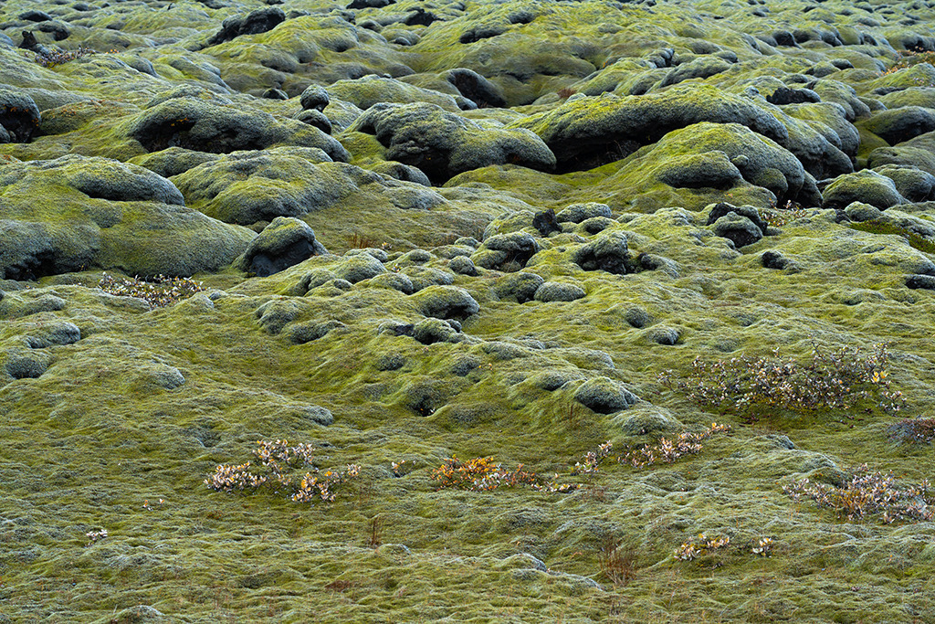 Bemoostes Gestein, Island | Bestell-Nr. isl_2024_09_5199 - Realisiert mit Pictrs.com