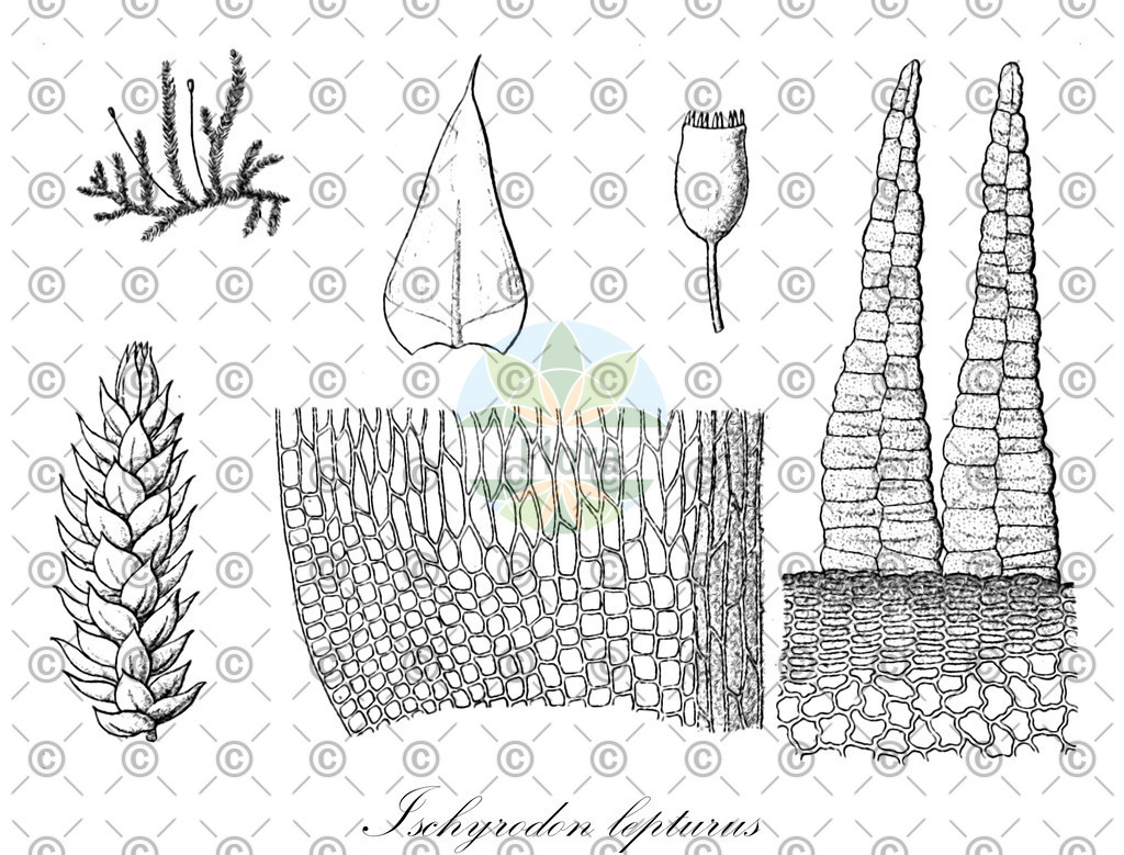 HistAbb_wfo-0000029852_1_ENZY_Simple | Historische Abbildung von Ischyrodon lepturus - Fabroniaceae | Historical Illustration of Ischyrodon lepturus - Fabroniaceae