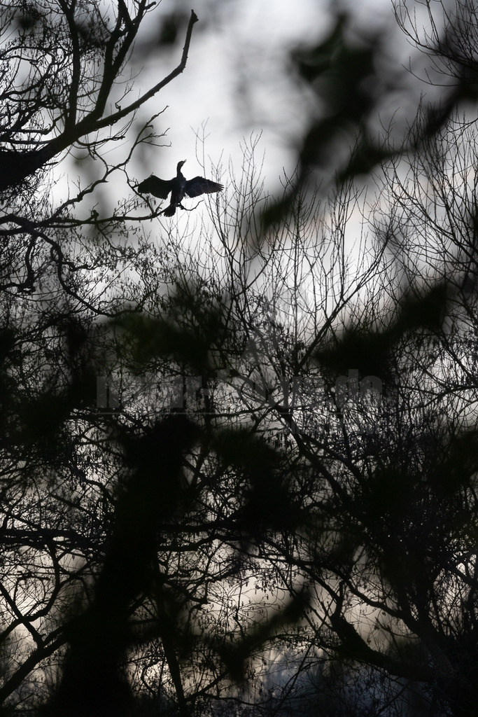 R6NF4499_20260120 | Ein Kormoran (Phalacrocorax carbo) sitzt als dunkle Silhouette auf einem kahlen Baumast, seine Flügel weit ausgebreitet, möglicherweise zum Trocknen. Der Vogel ist vor einem hellen, bewölkten Himmel zu sehen, der einen starken Kontrast zu den dunklen Ästen und dem Vogel bildet. Zahlreiche weitere kahle Äste umrahmen die Szene und schaffen eine dichte, fast grafische Komposition. Die Interaktion besteht darin, dass der Kormoran auf dem Ast ruht und seine Flügel ausbreitet. - Realisiert mit Pictrs.com