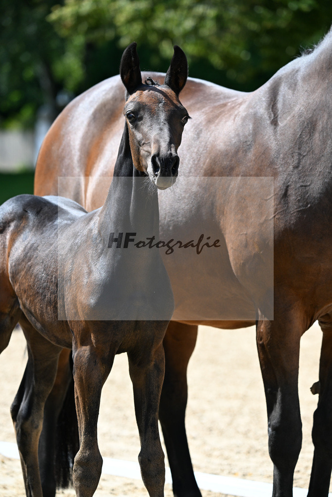 Kat-Nr. 20 Fuerst Zonik PS x Diamond Hit_SF_Saracino_29250669 | hf-fotografie - Realizzato con Pictrs.com