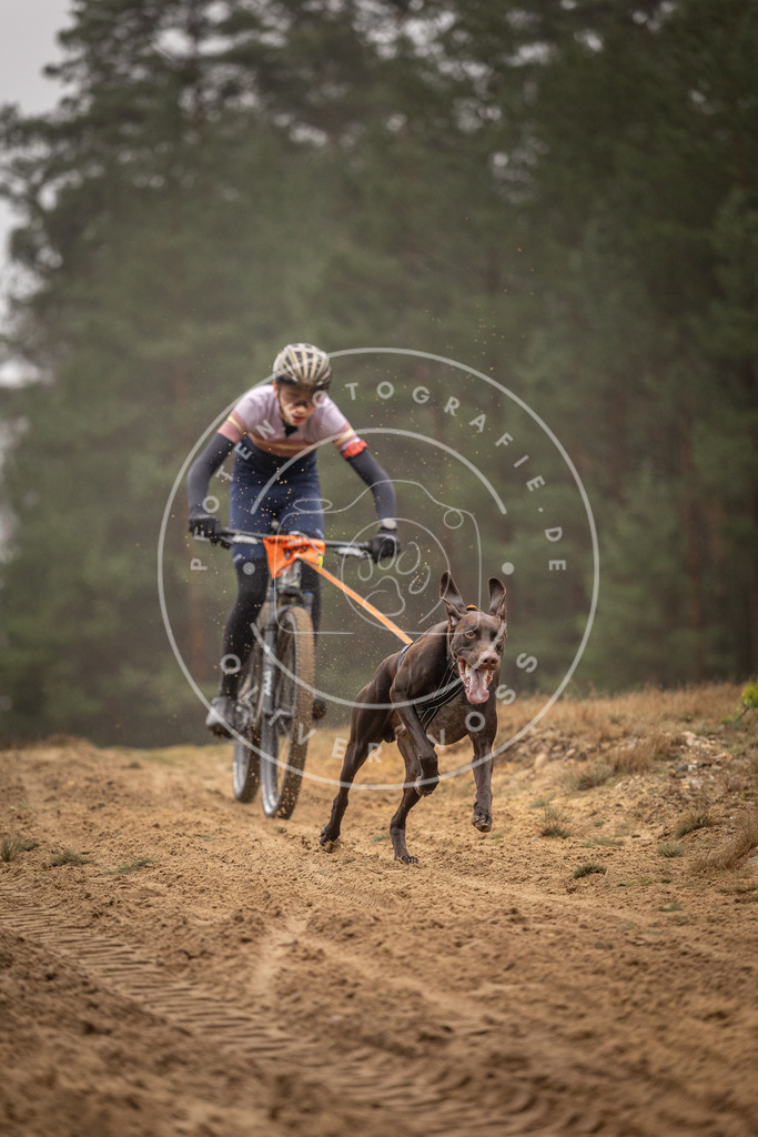 Pfotenfotografie_DV3A2535 | Hundefotografie, Tierfotograf, Pfotenfotografie, Fotoshooting Hund, Hunde Portrait, Hundesport, Hundeportraits, Heideshooting, Hunde, Sportfotograf, Hundefotograf, Turnierhundsport, THS,  - Realisiert mit Pictrs.com