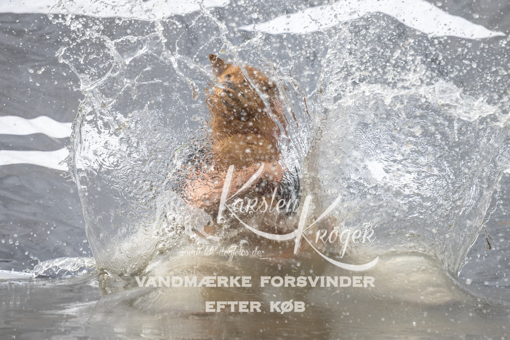 1147_ZZ93484 | kk-dogfotos