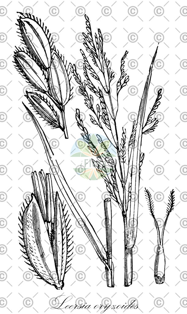 HistAbb_wfo-0000360843_1_ENZY_Simple | Historische Abbildung von Leersia oryzoides - Poaceae (Kleistogamer Queckenreis;Reisquecke;Europäische Reisquecke) | Historical Illustration of Leersia oryzoides - Poaceae (cut-grass;rice grass;rice cutgrass;leersie faux-riz)