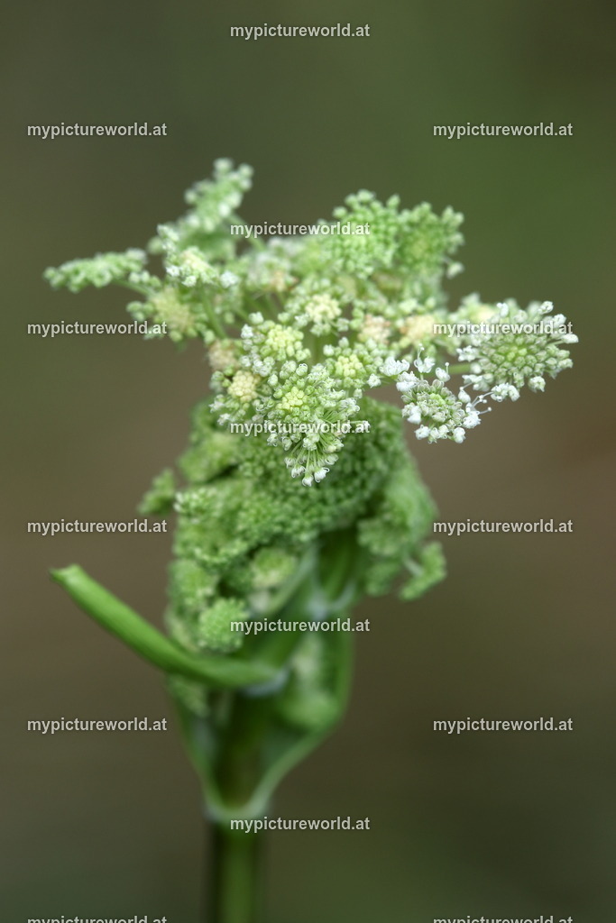 Wald-Engelwurz-003 | Das Bilderarchiv über Tiere, Planzen und Landschaften. In der Bilddatenbank finden Sie ein große Auswahl an hochwertigen Bilder für Ihre Werbung - Realisiert mit Pictrs.com