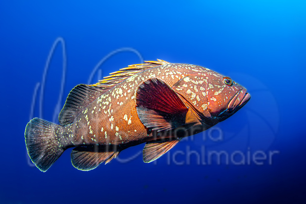 Epinephelus marginatus | DE: Brauner ZackenbarschEN: Dusky grouperES: Mero morenoFR: Mérou noir - Realisiert mit Pictrs.com