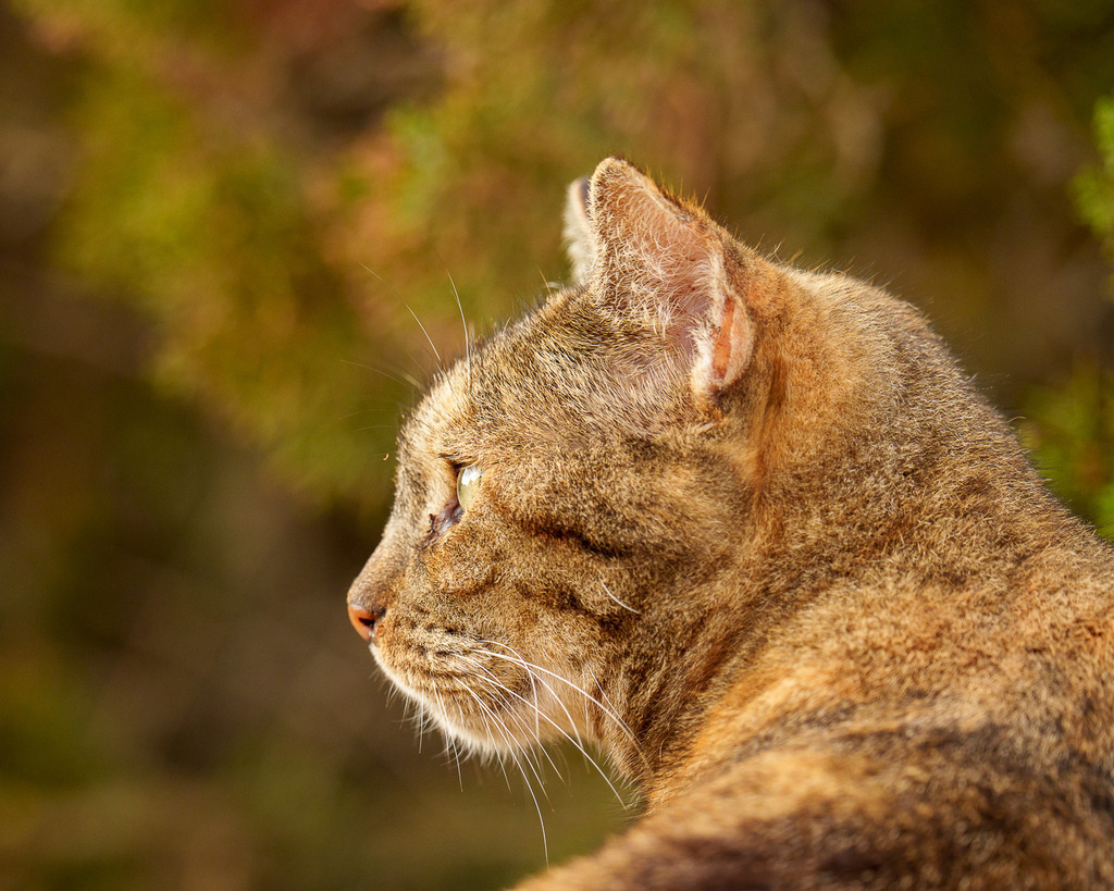 allesWIRTHgut Tierfotografie - 7IV09329 | Professionelle Tierfotografie in Mönchengladbach von Daniel Wirth (allesWIRTHgut). Liebevolle & natürliche Bilder von Hunden & Katzen für unvergessliche Erinnerungen.