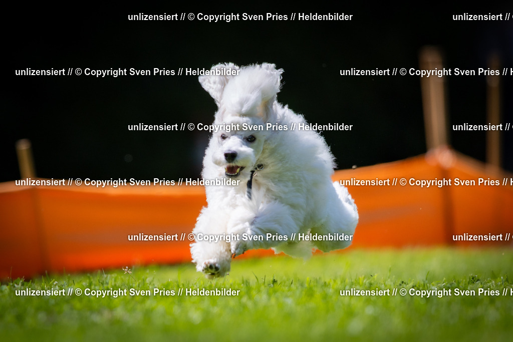 Sven Pries | 2025-08-10 - Hunderennen Durlach - Realisiert mit Pictrs.com