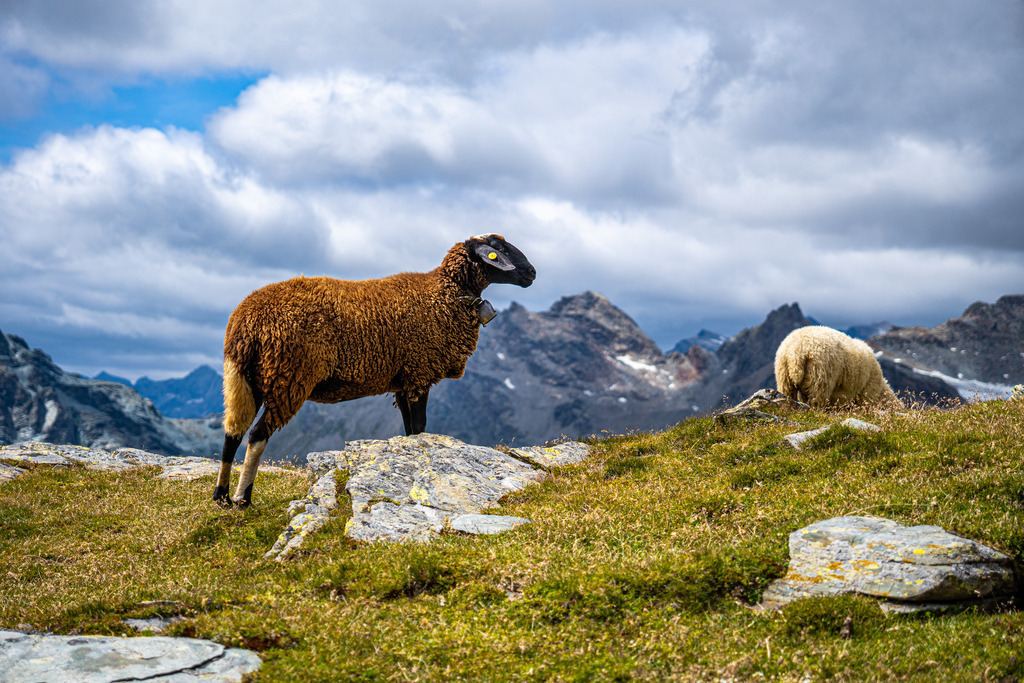 _DSC3540 | <meta name="keywords" content="Bergbilder, Hochzeitsfotografie, Actionshootings, Fotografiearbeiten, Berglandschaften, Naturfotografie">

 - Realisiert mit Pictrs.com