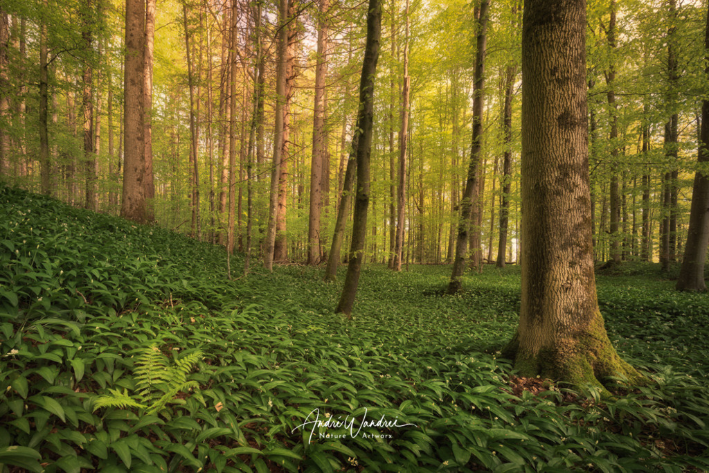 Der Wald im Frühling | Andre Wandrei - Nature Artworx - Realisiert mit Pictrs.com