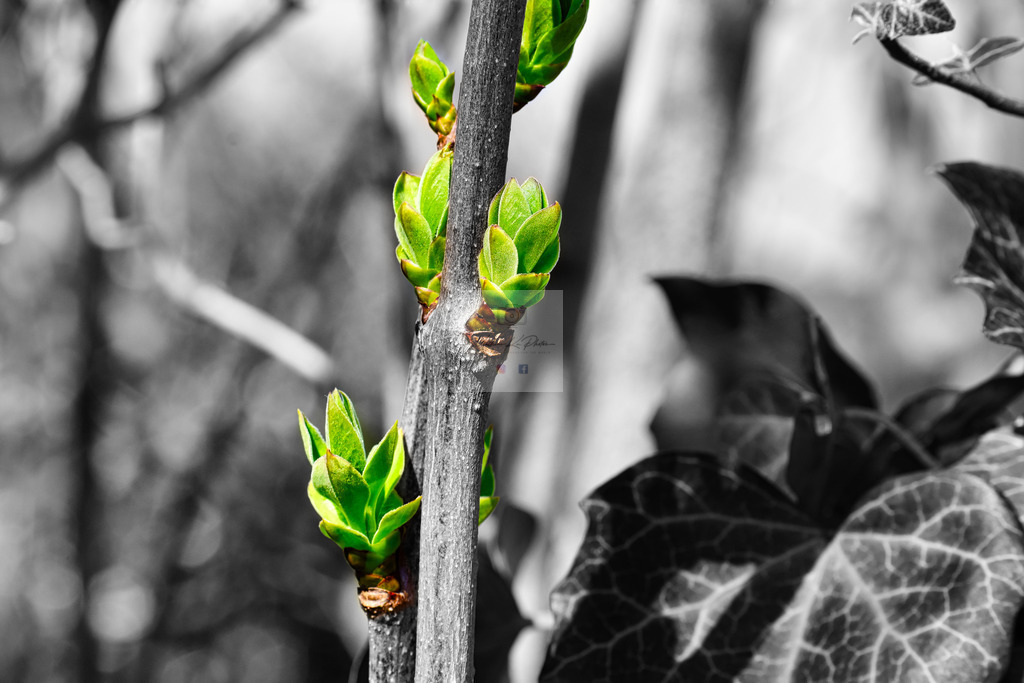 Makro - floral (5) | Buche Fotoshootings und entdecke hochwertige Fotoprodukte bei Mathias Ku Photos. Personalisiert, kreativ & mit Liebe zum Detail. Jetzt informieren! - Realisiert mit Pictrs.com