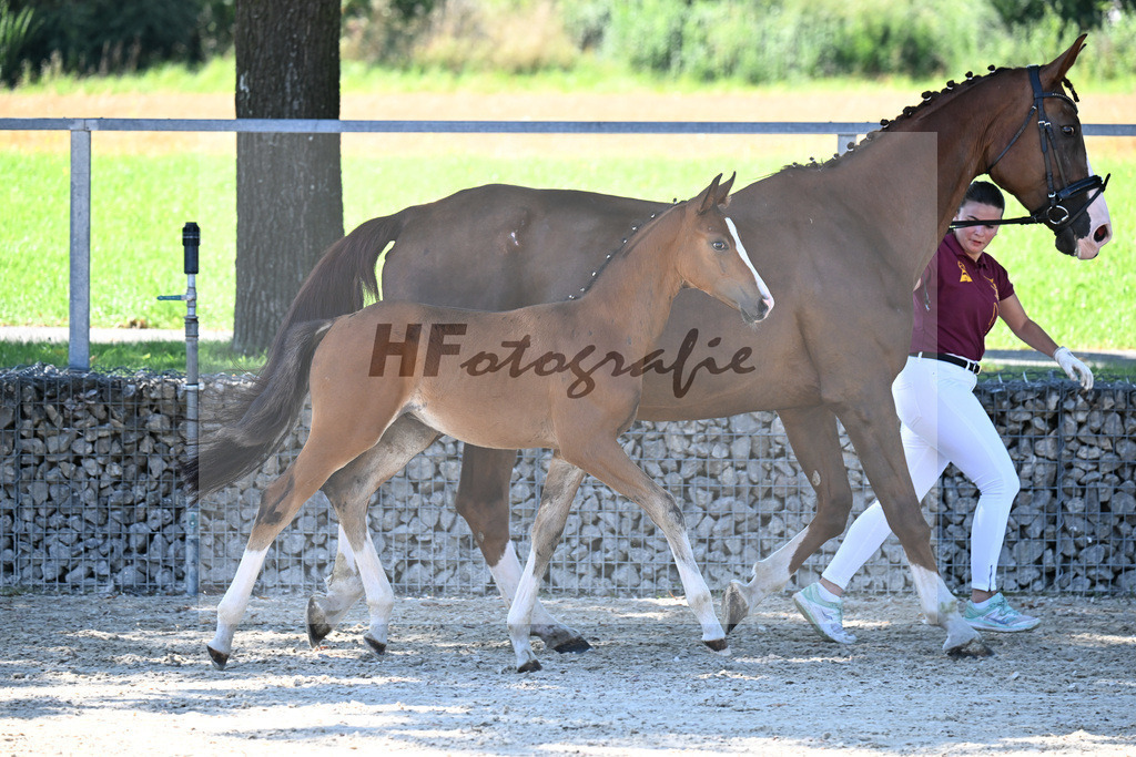 Kat-Nr. 7 Fuerst Grandios x Diamond Hit_HF_Hirschinger_26250116 | hf-fotografie - Realisiert mit Pictrs.com