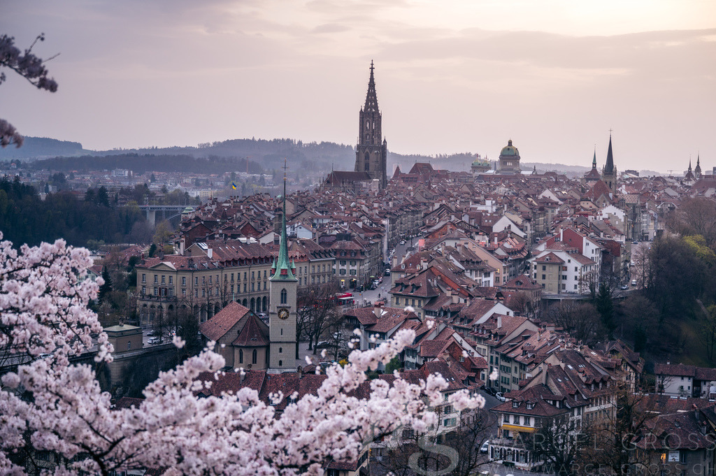 historic olttown of Bern during scenic cherry blossom in Rosengarten | Die ideale Geschenkidee für Naturliebhaber. Naturbilder von Marcel Gross Photography für ihr Zuhause in den verschiedensten Formaten und Materialien. - Realisiert mit Pictrs.com