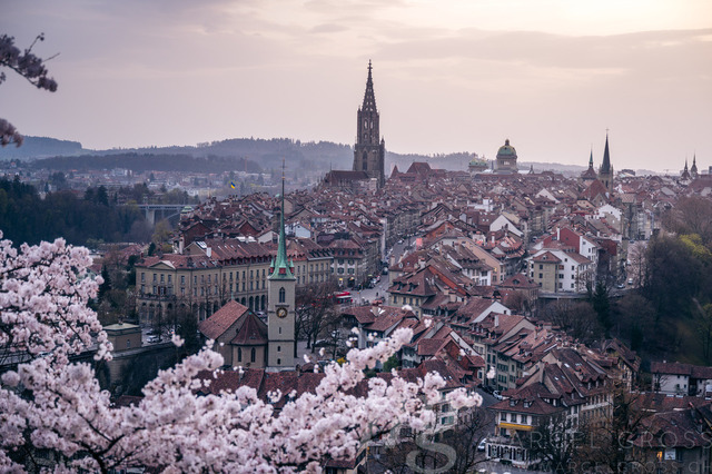 historic olttown of Bern during scenic cherry blossom in Rosengarten | Die ideale Geschenkidee für Naturliebhaber. Naturbilder von Marcel Gross Photography für ihr Zuhause in den verschiedensten Formaten und Materialien. - Realisiert mit Pictrs.com