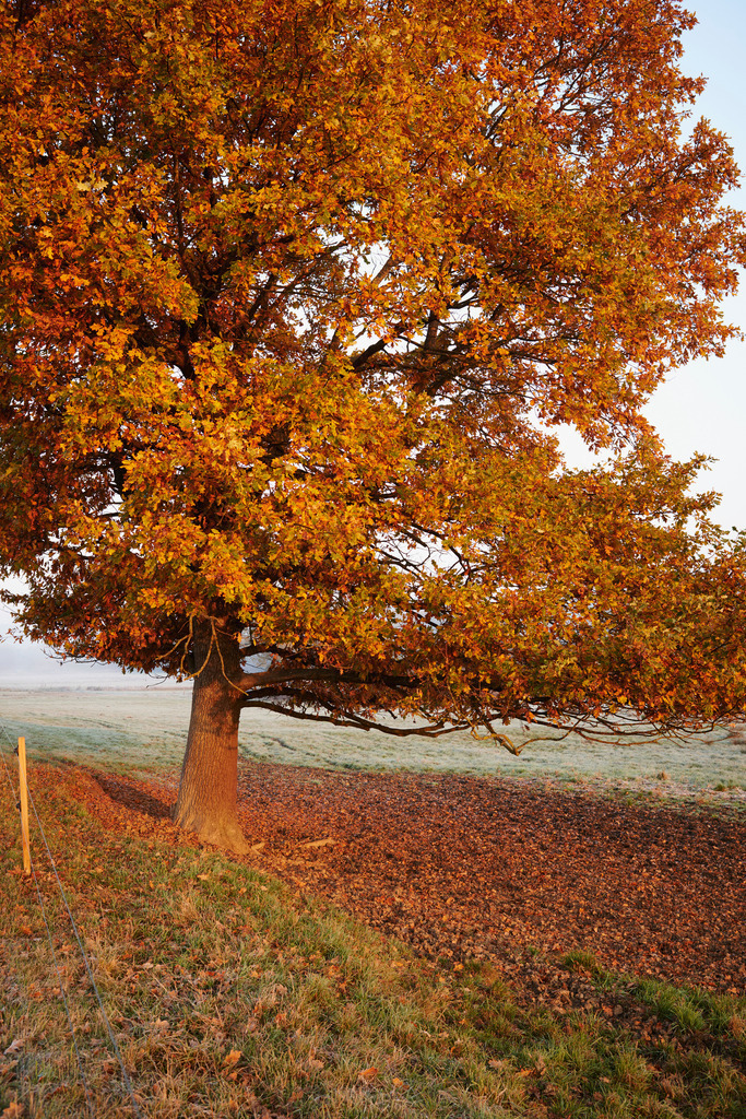 Baumkrone im Morgenlicht | Rohr, Austria - October 31, 2015: Zickentaler Moor, Baumkrone im Morgenlicht. - Realisiert mit Pictrs.com
