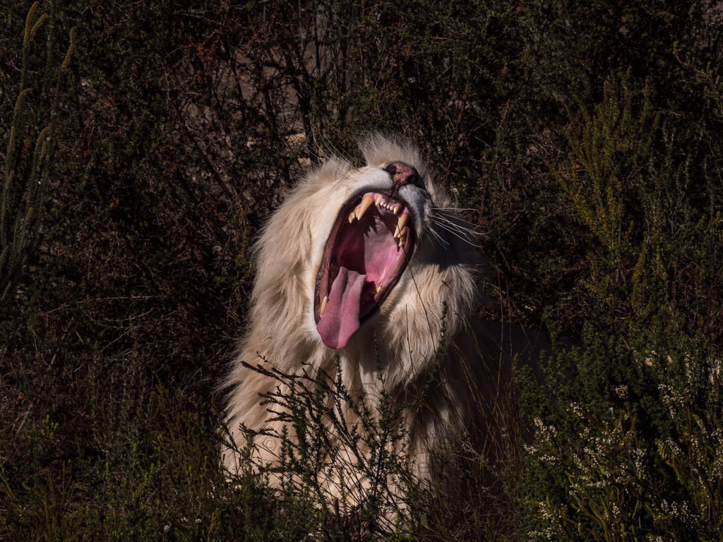 PANA3068-LR | Natur im Moment - Realisiert mit Pictrs.com