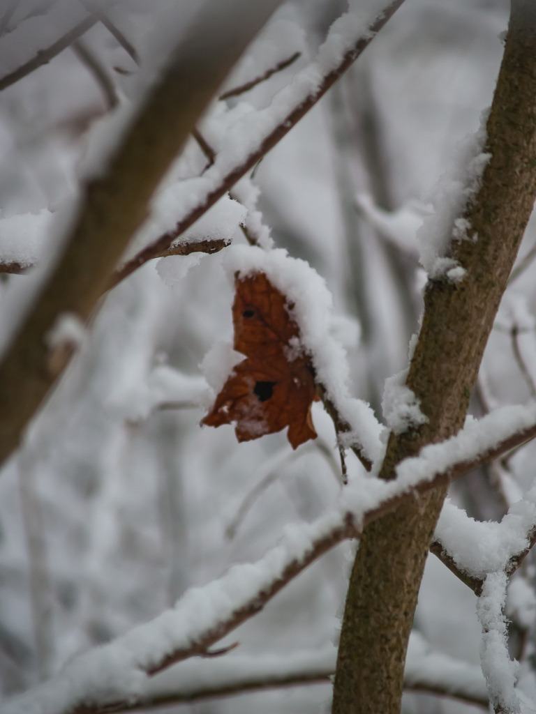 PSX_20230206_225343 | OLYMPUS DIGITAL CAMERA - Realisiert mit Pictrs.com