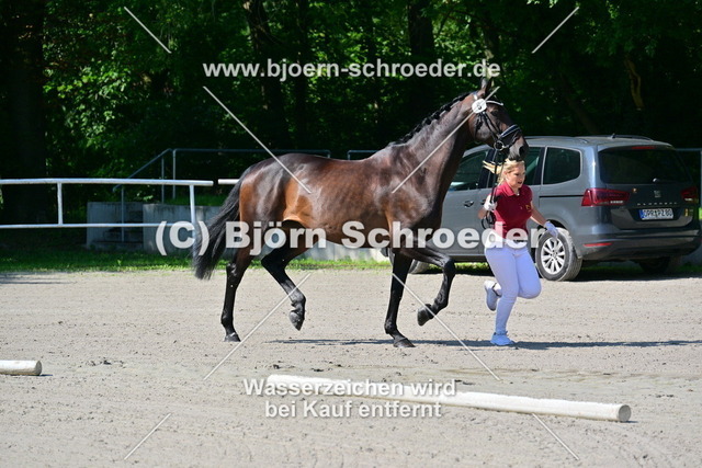 06_Cydria MBR von Cyrill - Calidrio_879_3699 | Björn Schroeder Pferdefotografie