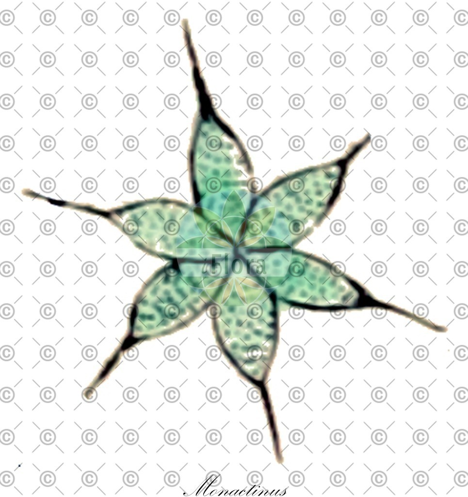 HistAbb_EMP_48241_1_SIMPLE | Historische Abbildung von Monactinus - Hydrodictyaceae (0) | Historical Illustration of Monactinus - Hydrodictyaceae (0)