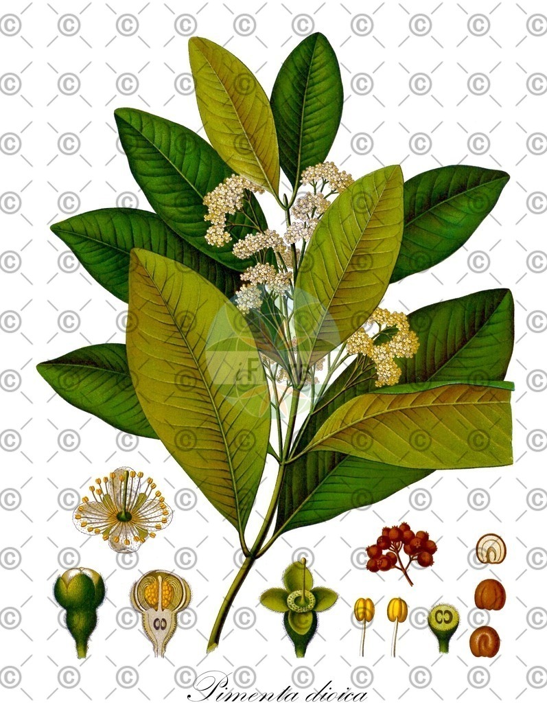 HistAbb_wfo-0000273666_1_ENZY_Simple | Historische Abbildung von Pimenta dioica - Myrtaceae (Nelkenpfeffer) | Historical Illustration of Pimenta dioica - Myrtaceae