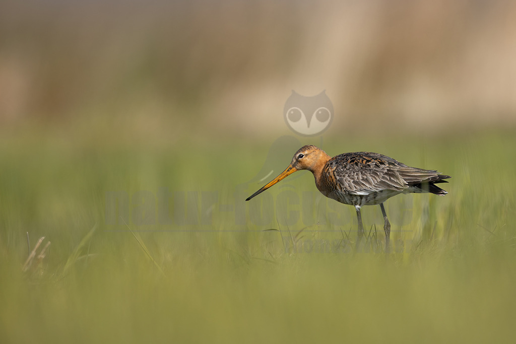 20220412093821 | Die Uferschnepfe (Limosa limosa), im Plattdeutschen auch als Greta bezeichnet, ist eine Vogelart aus der Familie der Schnepfenvögel (Scolopacidae). Uferschnepfen sind Langstreckenzieher und brüten vorwiegend auf Feuchtwiesen. Die Art steht sowohl international auf der Vorwarnliste («potenziell gefährdet») der Roten Liste gefährdeter Arten als auch auf der Roten Liste der Brutvögel Deutschlands. - Realisiert mit Pictrs.com