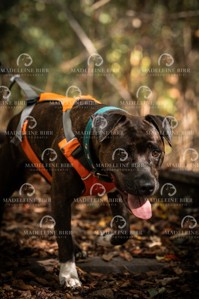 madeleinebirr.fotografie.2026.cc.hunsrueck.12-13Uhr.233 | hundefotografie-birr