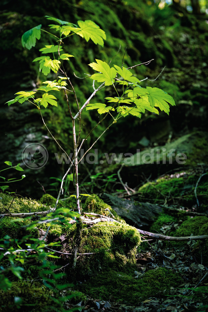 Das Licht einfangen | Ein junger Baum reckt sich im dunklen Wald den Sonnenstrahlen entgegen und fängt mit seinen Blättern das Sonnenlicht ein - Realisiert mit Pictrs.com