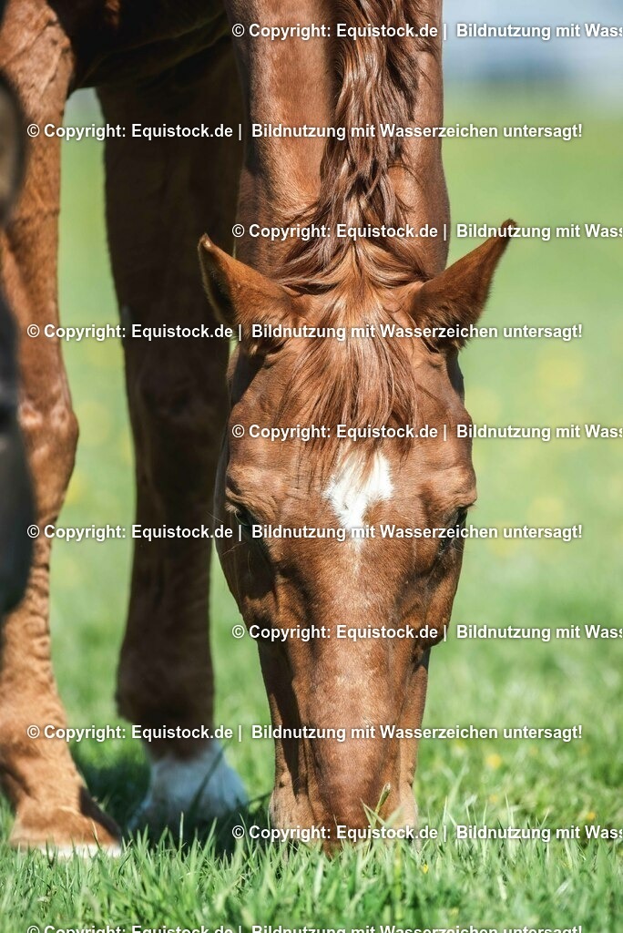 20210426_Pferd-auf-Koppel_0099 | equistock