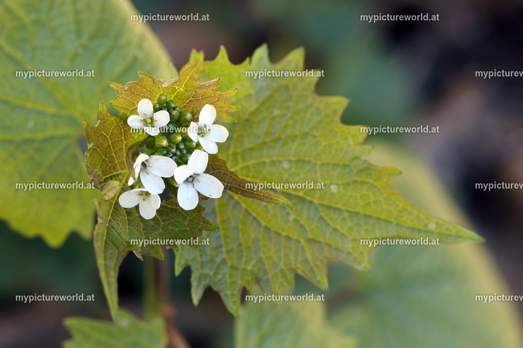 Knoblauchsrauke-005 | Das Bilderarchiv über Tiere, Planzen und Landschaften. In der Bilddatenbank finden Sie ein große Auswahl an hochwertigen Bilder für Ihre Werbung - Realisiert mit Pictrs.com