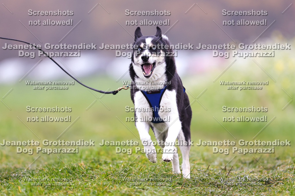 Dog Paparazzi - Visbeck 25 -241 | Dog Paparazzi Jeanette Grottendiek Fotografie & Videografie - Realisiert mit Pictrs.com