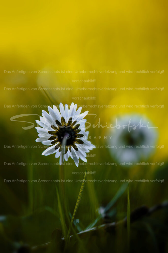 Wandbild Gänseblümchen "Ein schöner Rücken..." | People- und Tierfotografie, Imageaufnahmen, Veranstaltungsfotografie und Wandbilder aus der Natur ★ Made in Germany ✔️ Druck + Downloads ✔️ Naturfotografie in Top Qualität ★ schneller Versand, weltweite Lieferung! - Realisiert mit Pictrs.com