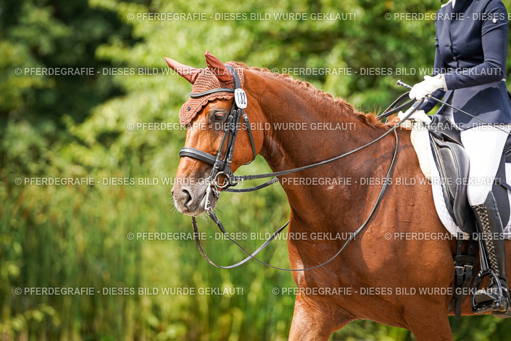 DSC04940 | Pferdegrafie