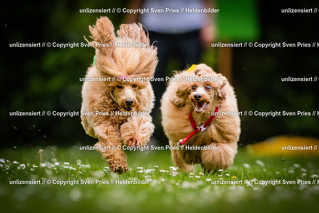 Sven Pries | 2025-05-29 - Pudelrennen KA-Durlach - Realisiert mit Pictrs.com