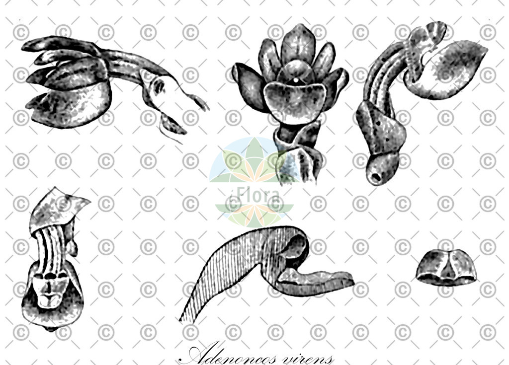 HistAbb_wfo-0000773587_1_ENZY_Simple | Historische Abbildung von Adenoncos virens - Orchidaceae | Historical Illustration of Adenoncos virens - Orchidaceae