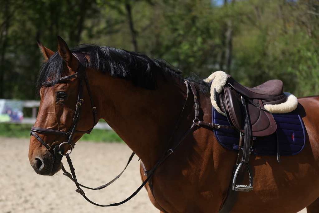 0P6A8095 | Willkommen bei Brunnmayr - Design & Fotografie – Ihrem Spezialisten für Reitturniere und Pferdeveranstaltungen in Oberösterreich, Salzburg und Bayern! Seit über 17 Jahren sind wir leidenschaftlich dabei.