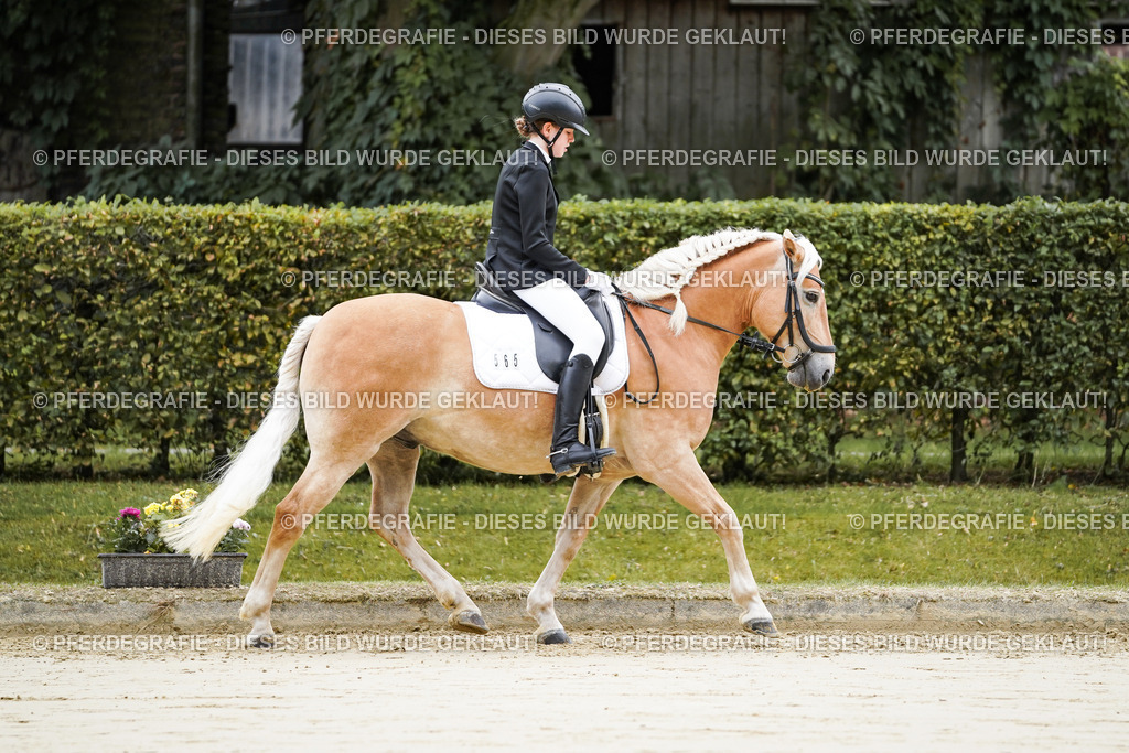 DSC04501 | Pferdegrafie