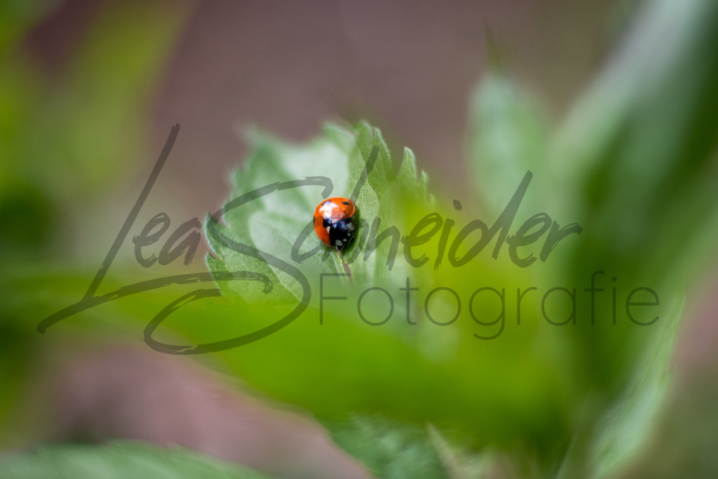 Natur & Tiere 6 | Schmetterling auf einem Blatt. - Realisiert mit Pictrs.com