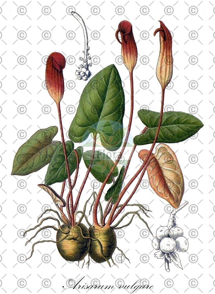 HistAbb_EMP_7702_1_FloraD_Simple | Historische Abbildung von Arisarum vulgare - Araceae | Historical Illustration of Arisarum vulgare - Araceae