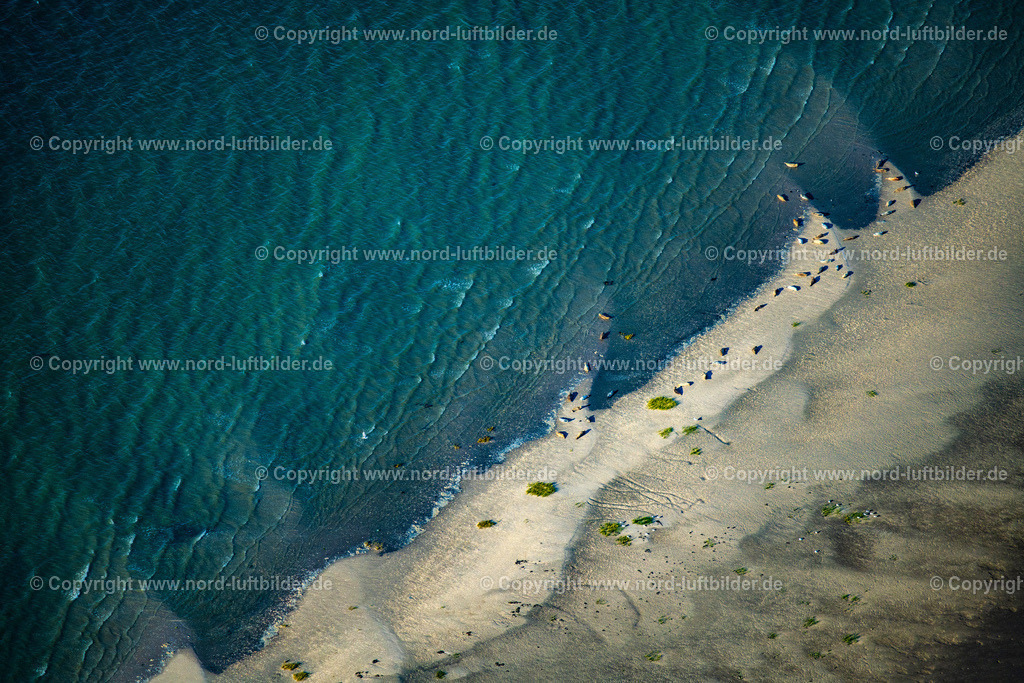 Wattenmeer_Seehundbänke_ELS_3491060822 | SANKT PETER-ORDING 06.08.2022 Sandstrand- Landschaft mit Robben und Seehundbänken vor Pellworm im Bundesland Schleswig-Holstein. // Beach landscape on the with seal banks in Pellworm in the state Schleswig-Holstein. Foto: Martin Elsen