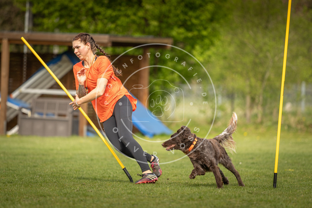 Pfotenfotografie_DV3A5435 | Hundefotografie, Tierfotograf, Pfotenfotografie, Fotoshooting Hund, Hunde Portrait, Hundesport, Hundeportraits, Heideshooting, Hunde, Sportfotograf, Hundefotograf, Turnierhundsport, THS,  - Realisiert mit Pictrs.com